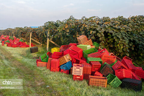 روایت معیشت و شرافت زنانه