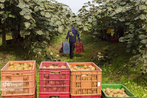 روایت معیشت و شرافت زنانه