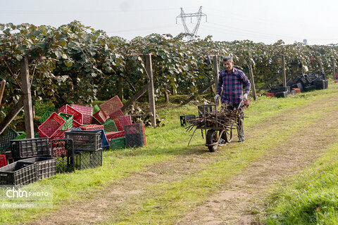 روایت معیشت و شرافت زنانه