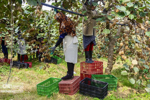 روایت معیشت و شرافت زنانه