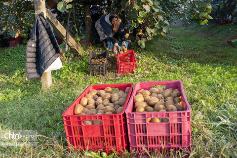 روایت معیشت و شرافت زنانه