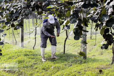 روایت معیشت و شرافت زنانه