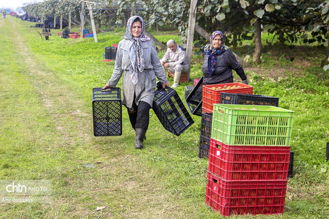 روایت معیشت و شرافت زنانه