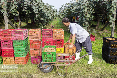 روایت معیشت و شرافت زنانه