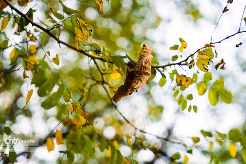 طبیعت پائیزی جنگل دالخانی و نمک آبرود