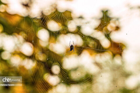 طبیعت پائیزی جنگل دالخانی و نمک آبرود