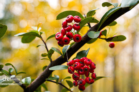 طبیعت پائیزی جنگل دالخانی و نمک آبرود