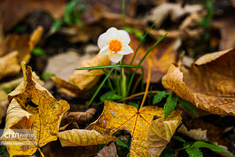 طبیعت پائیزی جنگل دالخانی و نمک آبرود