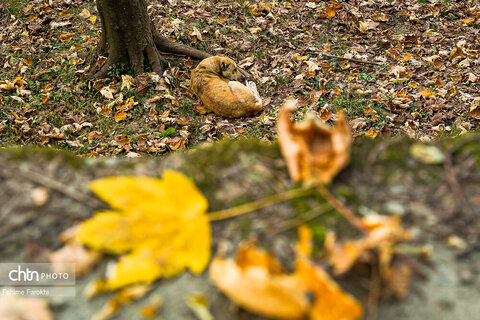 طبیعت پائیزی جنگل دالخانی و نمک آبرود