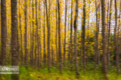 طبیعت پائیزی جنگل دالخانی و نمک آبرود