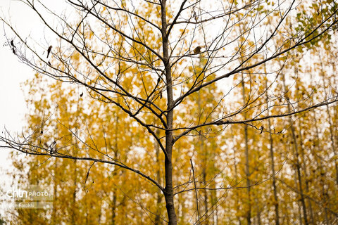 طبیعت پائیزی جنگل دالخانی و نمک آبرود