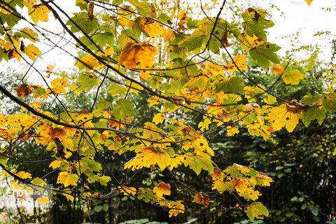 طبیعت پائیزی جنگل دالخانی و نمک آبرود