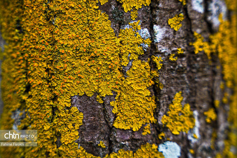 طبیعت پائیزی جنگل دالخانی و نمک آبرود