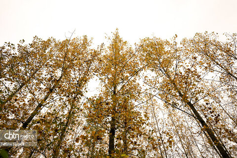 طبیعت پائیزی جنگل دالخانی و نمک آبرود