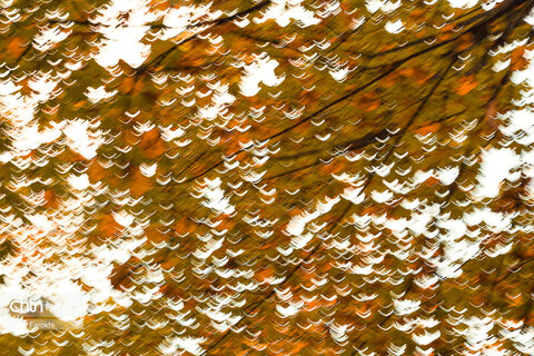 طبیعت پائیزی جنگل دالخانی و نمک آبرود