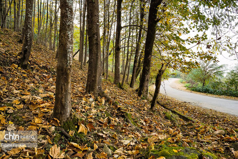 طبیعت پائیزی جنگل دالخانی و نمک آبرود