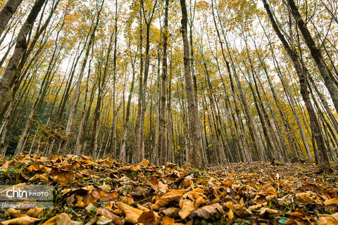 طبیعت پائیزی جنگل دالخانی و نمک آبرود