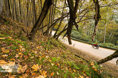 طبیعت پائیزی جنگل دالخانی و نمک آبرود