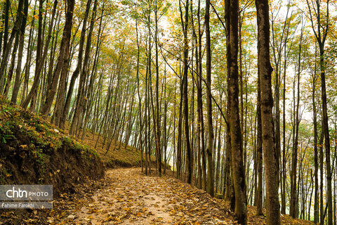 طبیعت پائیزی جنگل دالخانی و نمک آبرود
