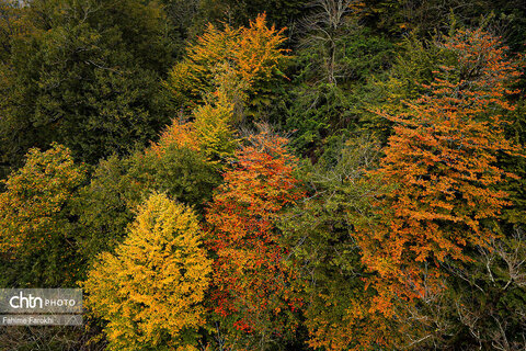 طبیعت پائیزی جنگل دالخانی و نمک آبرود