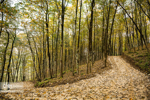 طبیعت پائیزی جنگل دالخانی و نمک آبرود