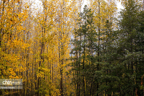 طبیعت پائیزی جنگل دالخانی و نمک آبرود