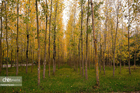 طبیعت پائیزی جنگل دالخانی و نمک آبرود