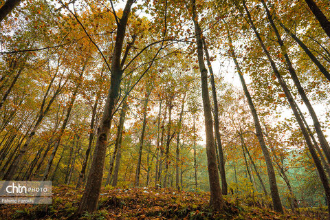طبیعت پائیزی جنگل دالخانی و نمک آبرود