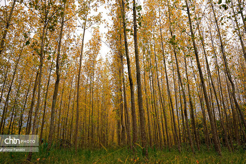 طبیعت پائیزی جنگل دالخانی و نمک آبرود