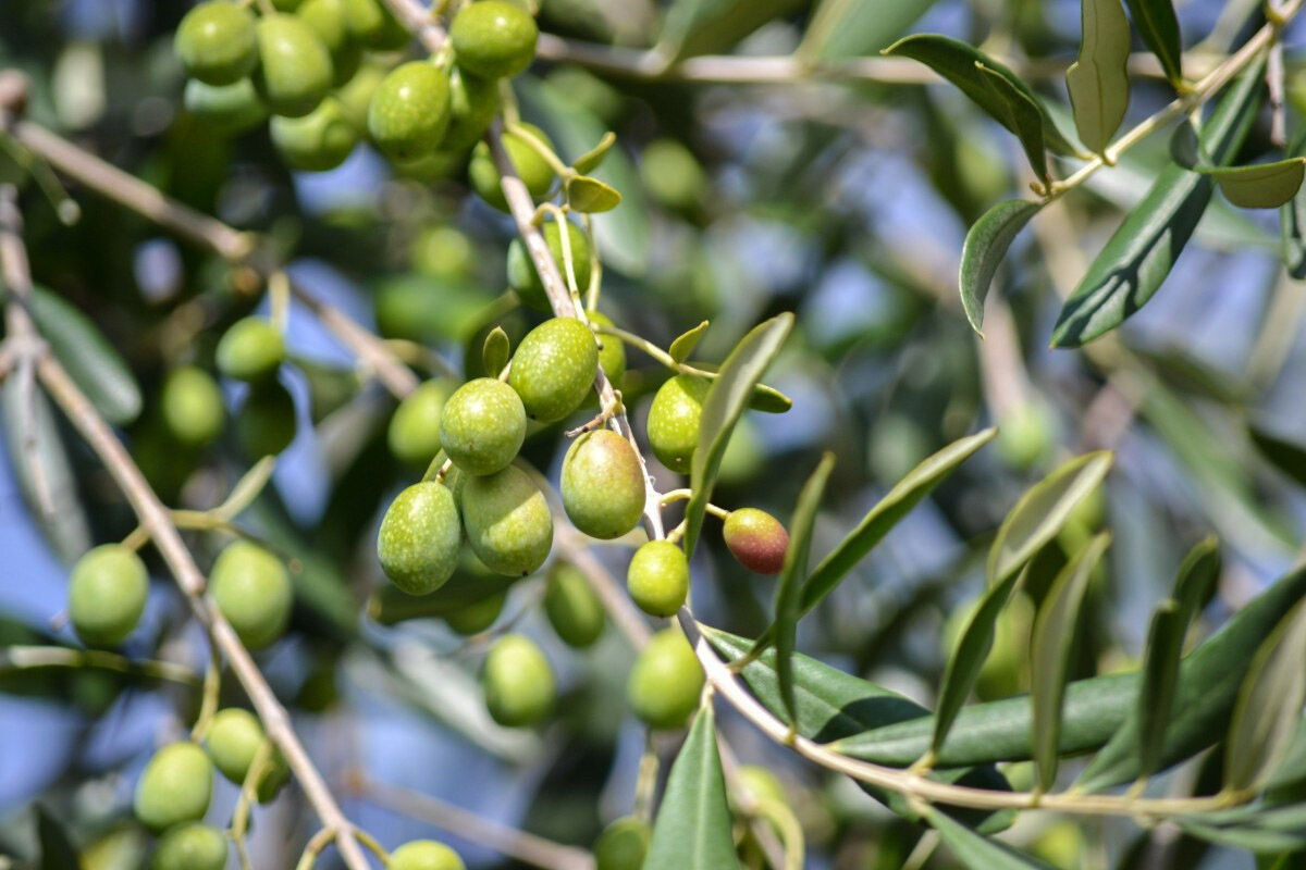 صادرات زیتون از باغ‌های شهرستان طارم/ بزرگترین تولیدکننده محصول در کشور و  قطب تولید این طلای سبز