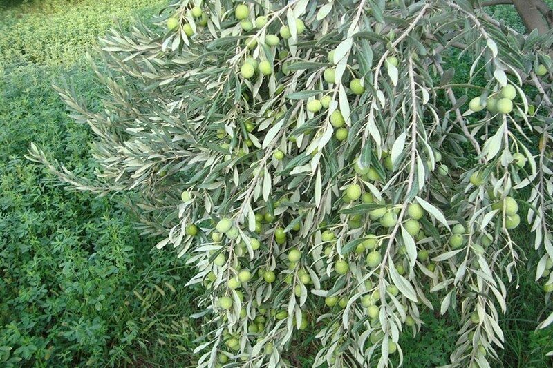صادرات زیتون از باغهای شهرستان طارم/ بزرگترین تولیدکننده محصول در کشور و قطب تولید این طلای سبز