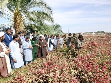نخستین جشنواره فرهنگی- گردشگری «چای ترش» در دلگان برگزار شد
