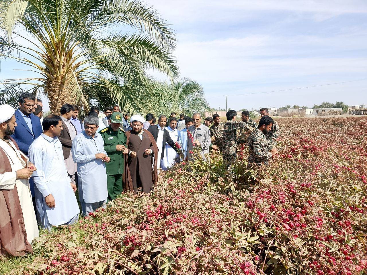 پنجمین جشن شکرانه برداشت چای ترش در روستای علوه برگزار می‌شود