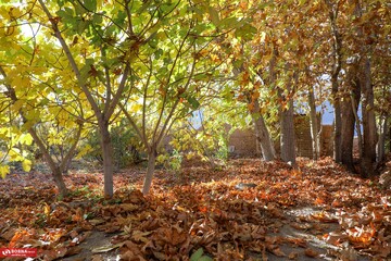 پاییز در کوچه باغ‌های تاریخی خورهه: تابلویی از رنگ و زیبایی