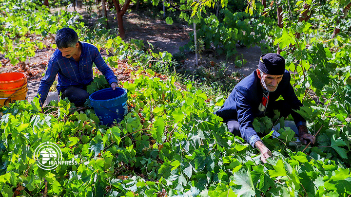 استان مرکزی هزاوه