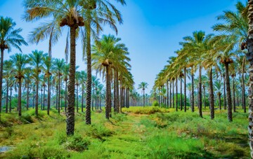 نخل، ایستاده‌ترین تصویر صبر در بوشهر