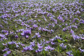 طلای سرخ خراسان شمالی؛ روایت تصویری از فصل برداشت زعفران