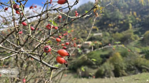 پاییز گرگان