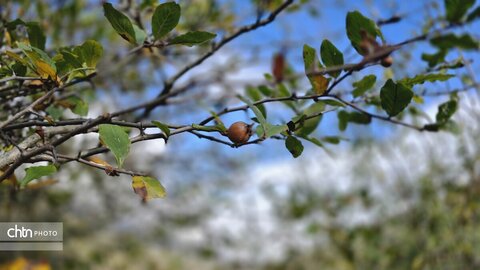 پاییز گرگان