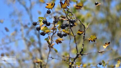 پاییز گرگان