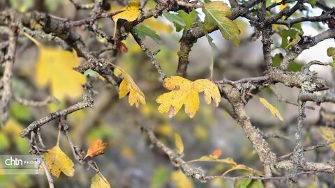 پاییز گرگان