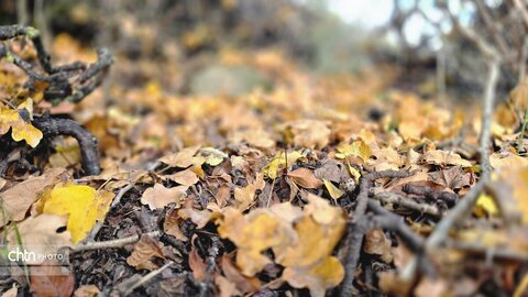 پاییز گرگان