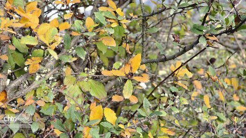 پاییز گرگان