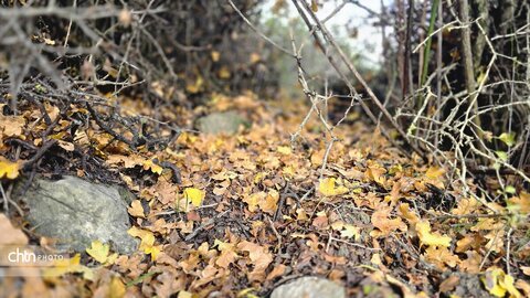 پاییز گرگان