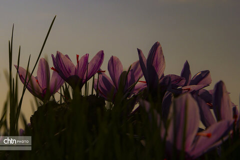 طلای سرخ خراسان شمالی؛ روایت تصویری از فصل برداشت زعفران