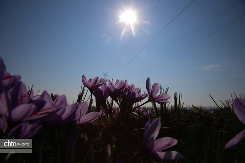 طلای سرخ خراسان شمالی؛ روایت تصویری از فصل برداشت زعفران