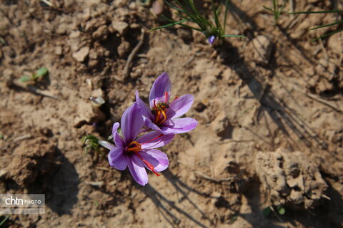 طلای سرخ خراسان شمالی؛ روایت تصویری از فصل برداشت زعفران