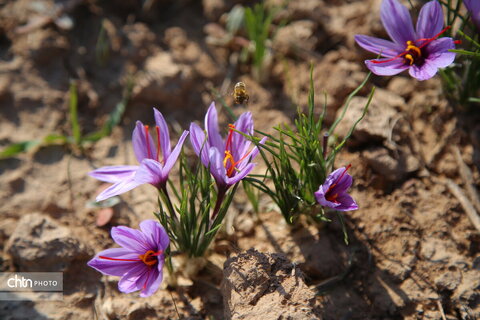 طلای سرخ خراسان شمالی؛ روایت تصویری از فصل برداشت زعفران