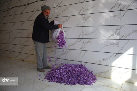 طلای سرخ خراسان شمالی؛ روایت تصویری از فصل برداشت زعفران