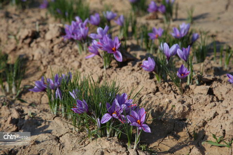 طلای سرخ خراسان شمالی؛ روایت تصویری از فصل برداشت زعفران